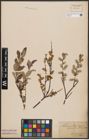 Foto von Salix aurita L. x Salix repens L.